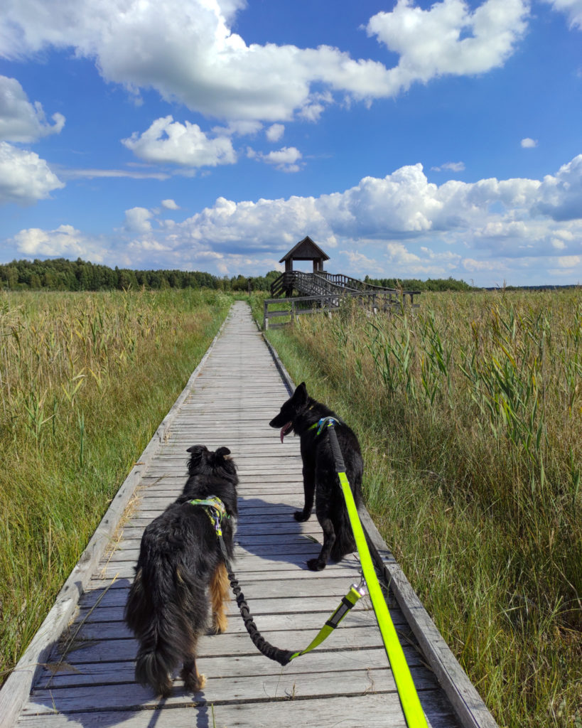 Poleski Park Narodowy, Poleski PN, lubelske, ścieżka przyrodnicza, stacja