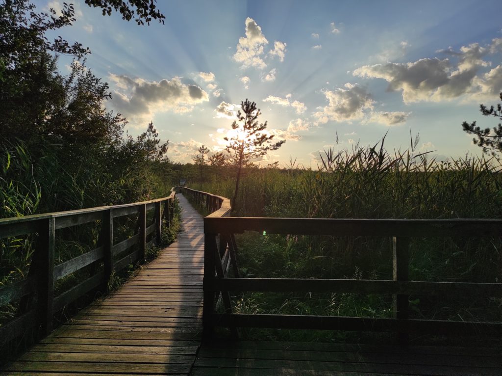 Poleski, Poleski Park Narodowy, ścieżka przyrodnicza "Dąb Dominik", na szlaku z psem