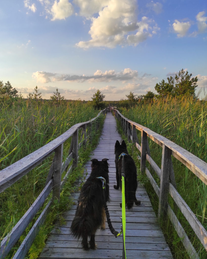 Poleski, Poleski Park Narodowy, ścieżka przyrodnicza "Dąb Dominik", na szlaku z psem