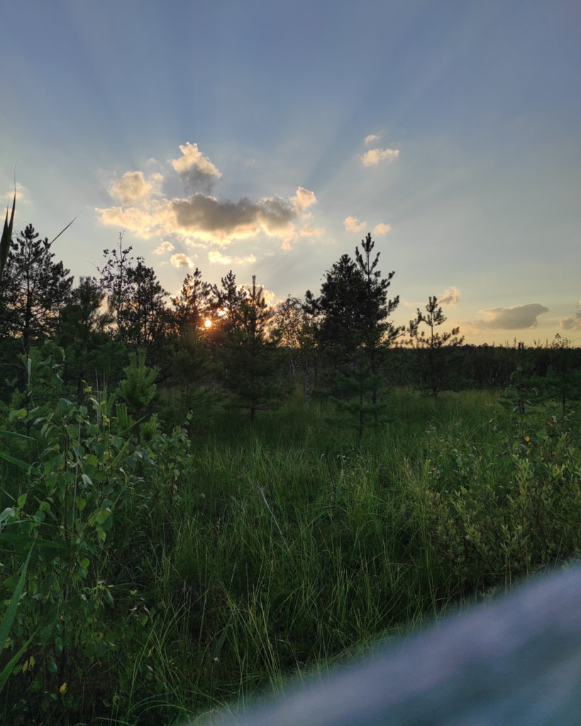 Poleski, Poleski Park Narodowy, ścieżka przyrodnicza "Dąb Dominik", na szlaku z psem