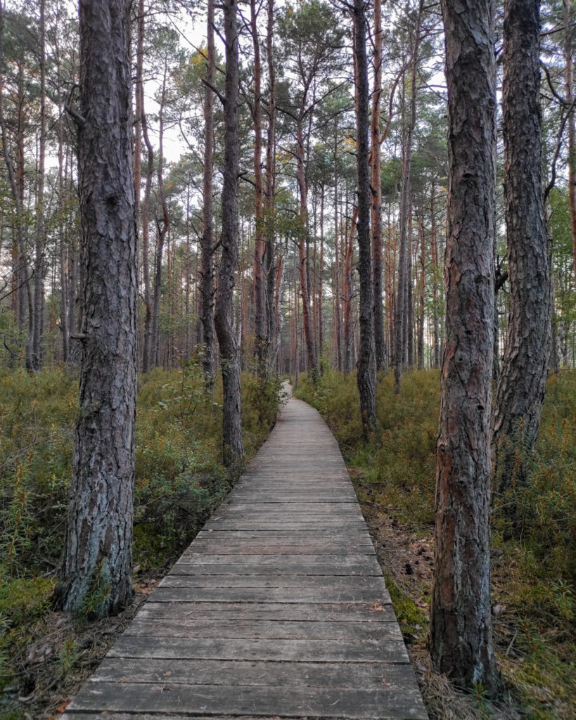 Poleski, Poleski Park Narodowy, ścieżka przyrodnicza "Dąb Dominik", na szlaku z psem