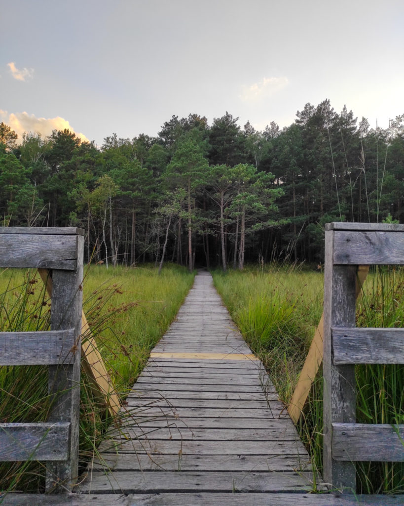 Poleski, Poleski Park Narodowy, ścieżka przyrodnicza "Dąb Dominik", na szlaku z psem