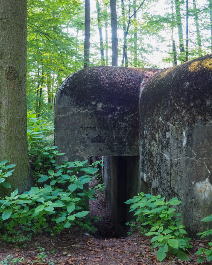 Brodnicki Park Krajobrazowy, Kujawsko-Pomorskie, żółty szlak, na szlaku z psem