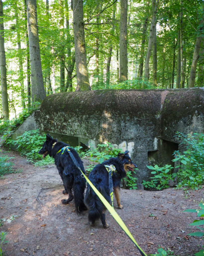 Brodnicki Park Krajobrazowy, Kujawsko-Pomorskie, żółty szlak, na szlaku z psem