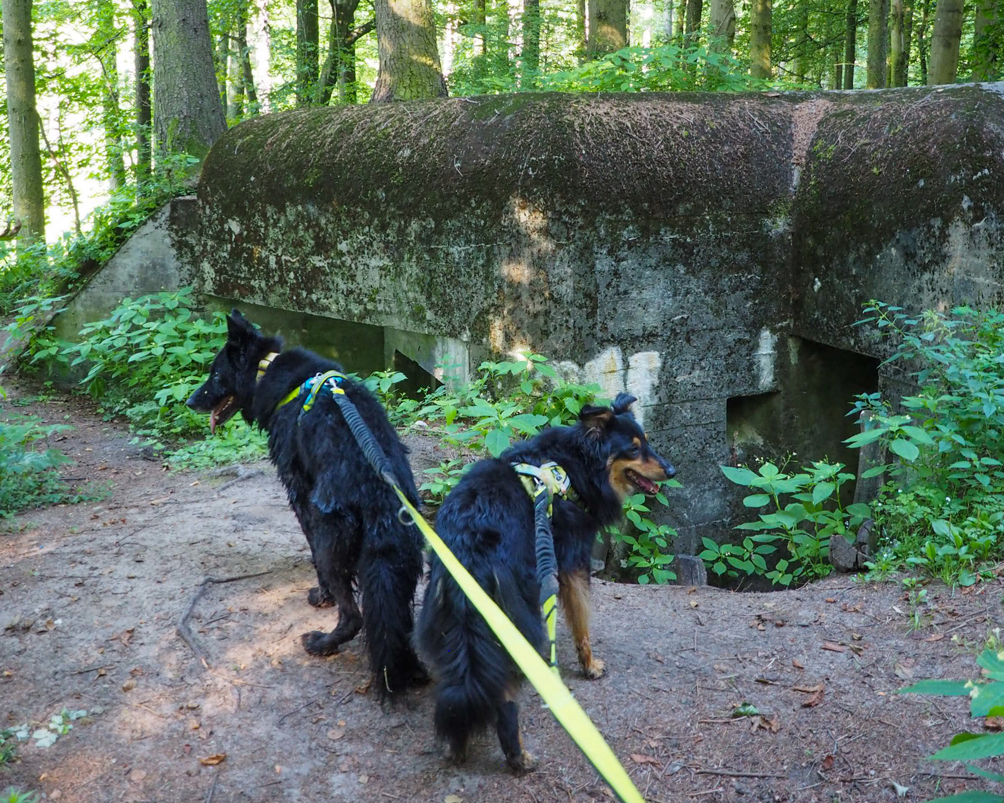 Brodnicki Park Krajobrazowy, Brodnicki PK, Kujawsko-Pomorskie, żółty szlak, na szlaku z psem