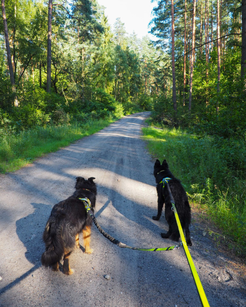 Brodnicki Park Krajobrazowy, Kujawsko-Pomorskie, żółty szlak, na szlaku z psem