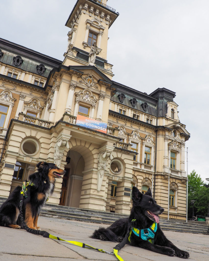 Nowy Sącz, Ratusz, rynek w Nowym Sączu, małopolskie, z psem w Polskę